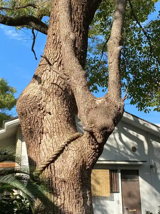 諏訪神社の自然