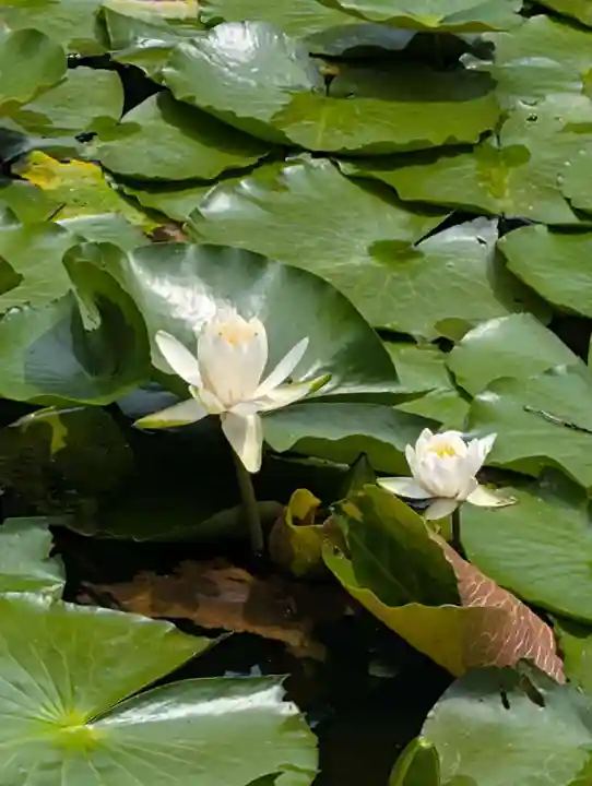 雲松院(神奈川県)