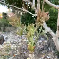 豊景神社の自然
