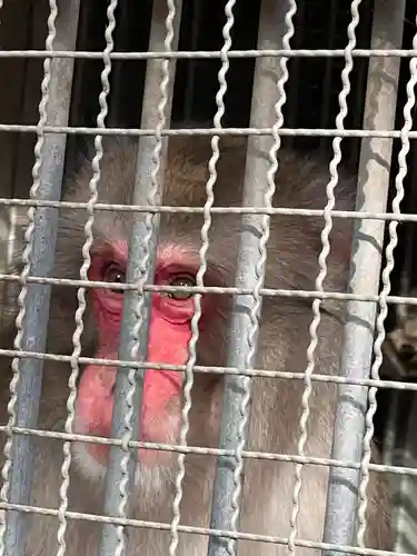 日吉大社の動物