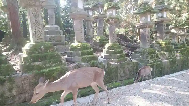 春日大社の動物