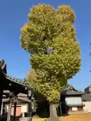 炎天寺(東京都)