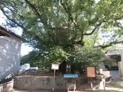 闘鶏神社の自然