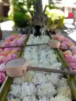 柳谷観音 楊谷寺の手水舎