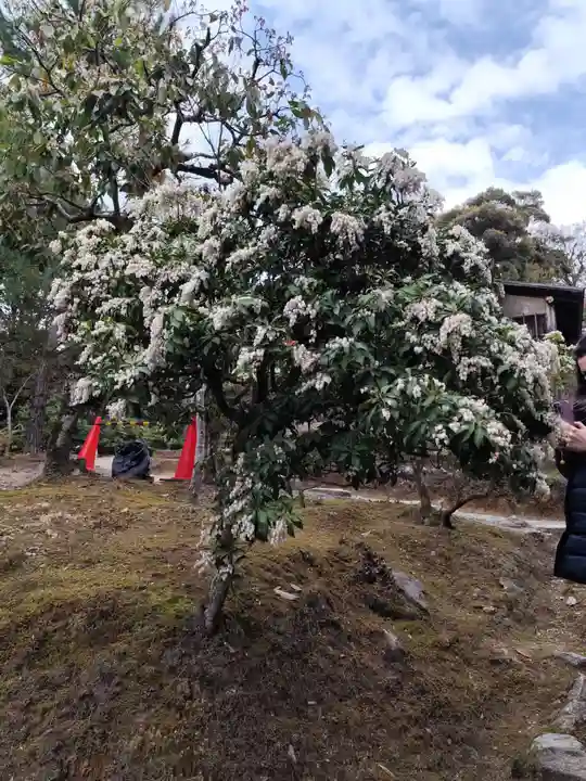 高台寺(高台寿聖禅寺・高臺寺)(京都府)