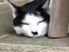 王子神社の動物