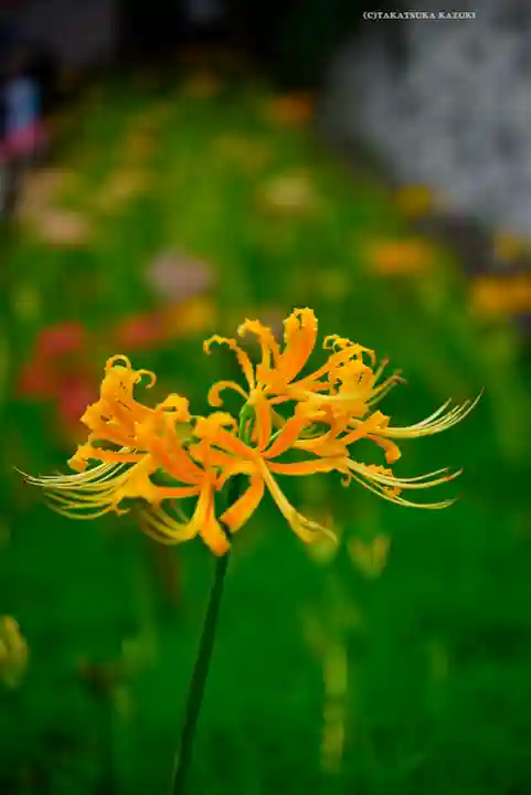 横浜 西方寺(神奈川県)