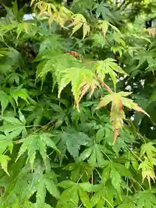 大山祇神社の自然(2022年04月26日(火) 21時08分05秒投稿)