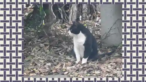 馬場氷川神社(埼玉県)