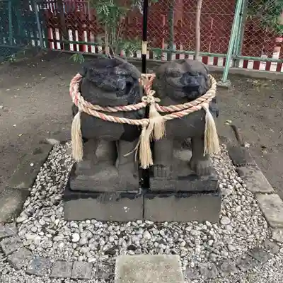 浅草神社の狛犬