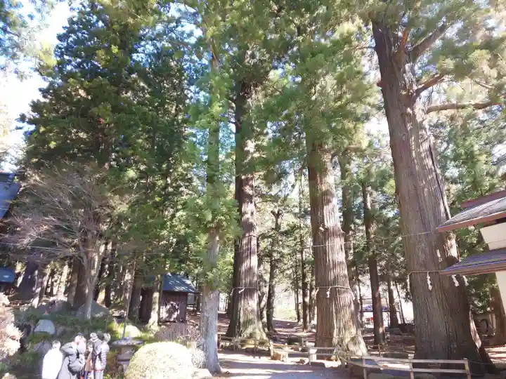 河口浅間神社の自然