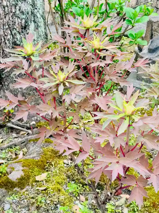 六孫王神社(京都府)