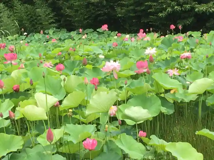 雲龍山 本證寺の周辺
