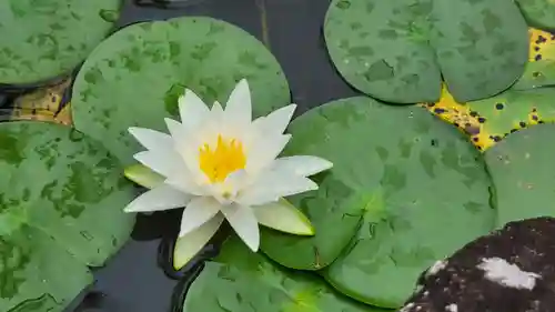 平安神宮の自然