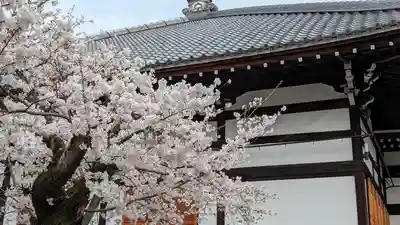 妙蓮寺(京都府)