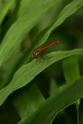 久万山総鎮守　三島神社(愛媛県)