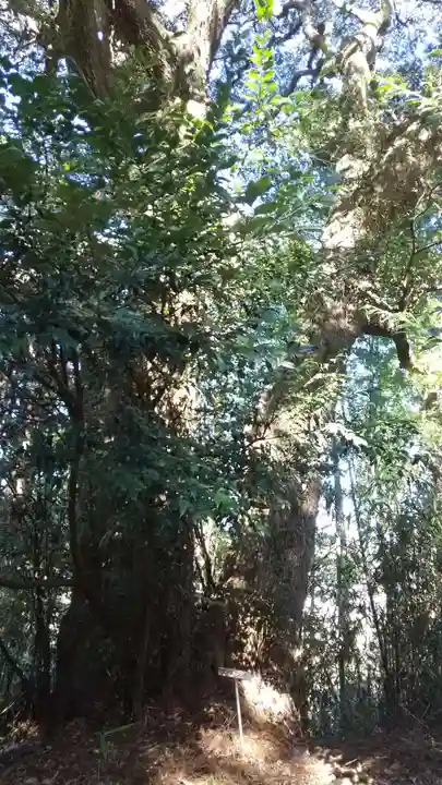 八幡神社の自然