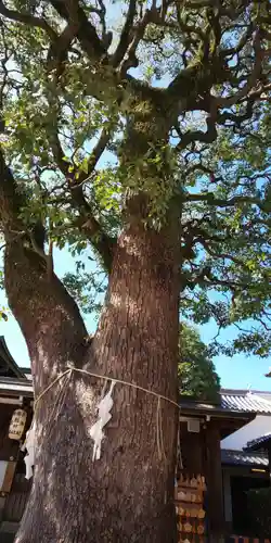 晴明神社の自然