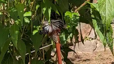 大原野神社(京都府)