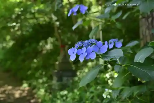 高幡不動尊　金剛寺(東京都)