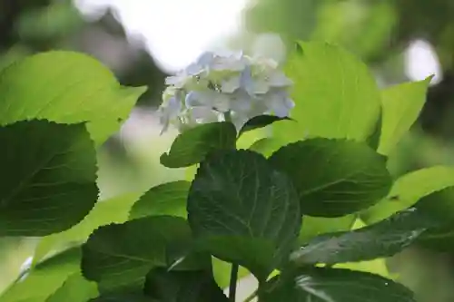 熊野福藏神社の自然