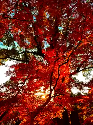 宝満宮竈門神社の自然