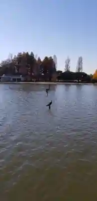 大下稲荷神社の動物