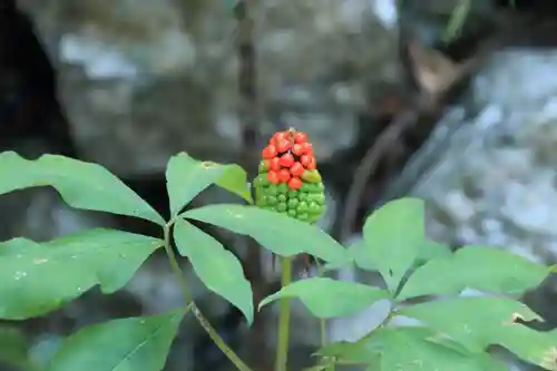 鹿島大神宮の自然