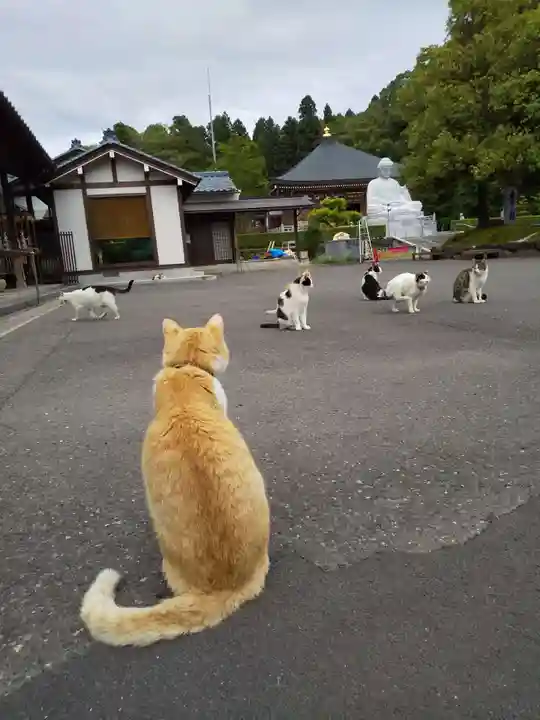 御誕生寺(猫寺)の動物