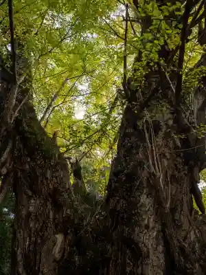 赤坂氷川神社(東京都)