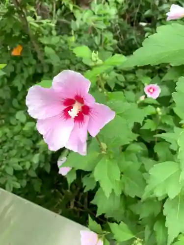 多摩川浅間神社の自然