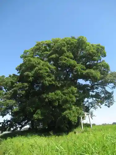 神明神社の自然