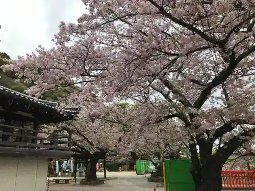 金剛宝寺（紀三井寺）の自然