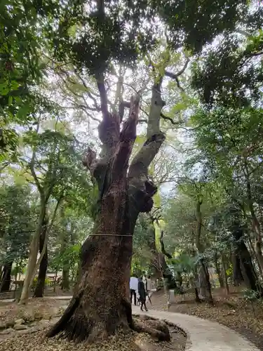 生田神社の自然