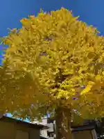 姪浜住吉神社の自然