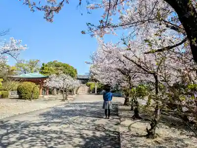 覚王山 日泰寺の自然