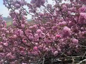 木舟山 順教寺の自然(2022年04月21日(木) 10時50分32秒投稿)