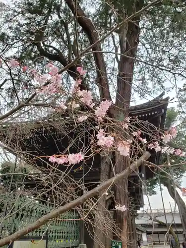 妙法寺(東京都)