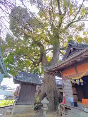 関川社(赤坂町)の自然