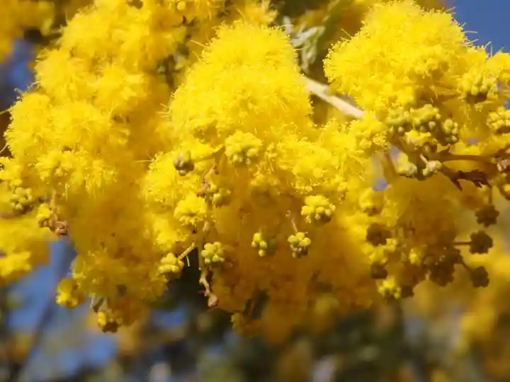 三毳不動尊の自然