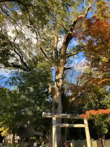 伊弉諾神宮(兵庫県)