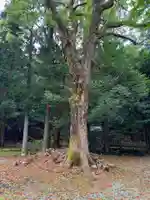 賀野神社の自然