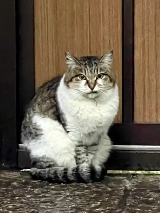 代々木八幡宮の動物