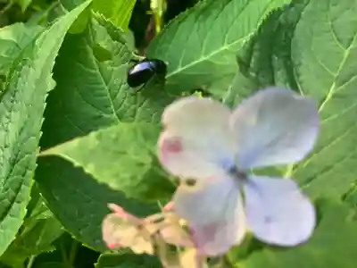 須山浅間神社(静岡県)
