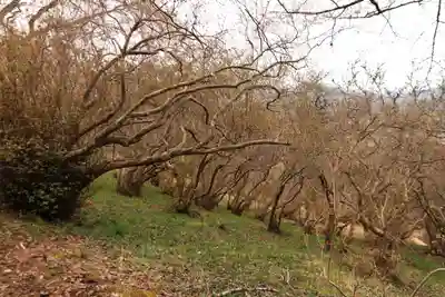 三峯神社の自然