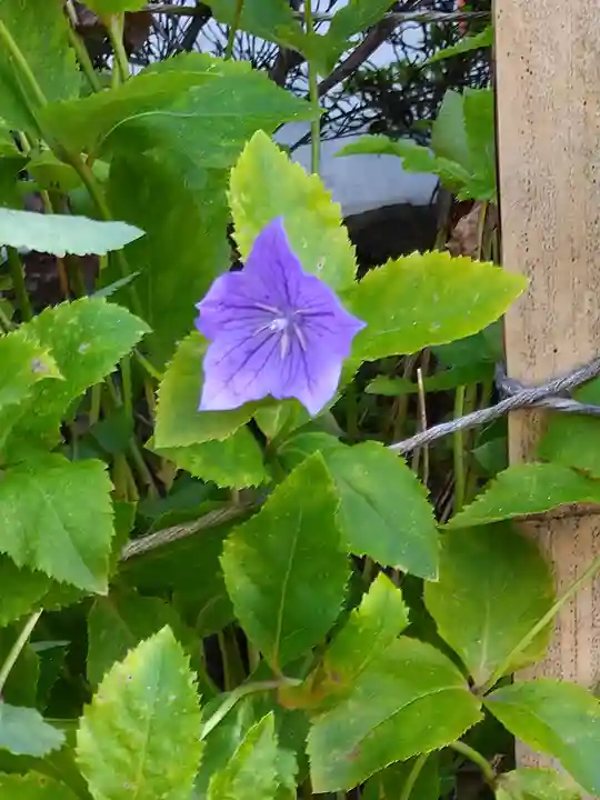 阿智神社の自然