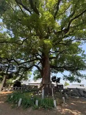 白峰宮の{uncategorized: "未分類", other: "その他", undefined: "問題あり", building: "その他建物", grave: "お墓", sacred_gate: "鳥居", guardian: "狛犬", statue: "像", buddha: "仏像", history: "歴史", nature: "自然", garden: "庭園", animal: "動物", pagoda: "塔", temizu: "手水舎", mountain_gate: "山門・神門", sanctuary: "本殿・本堂", subordinate: "末社・摂社", art: "芸術", scenery: "景色", jizo: "地蔵", ema: "絵馬", goshuin: "御朱印", omikuji: "おみくじ", items: "授与品その他", amulet: "お守り", goshuincho: "御朱印帳", eats: "食事", festival: "お祭り", votive_dance: "神楽", shichigosan: "七五三参", wedding: "結婚式", experience: "体験その他", initially: "初詣", around: "周辺", anti_infection: "感染症対策"}