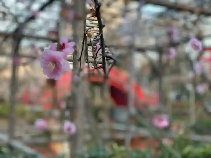 亀戸天神社の自然