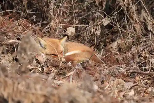鹿島大神宮の動物