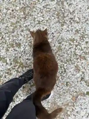 年毛神社の{uncategorized: "未分類", other: "その他", undefined: "問題あり", building: "その他建物", grave: "お墓", sacred_gate: "鳥居", guardian: "狛犬", statue: "像", buddha: "仏像", history: "歴史", nature: "自然", garden: "庭園", animal: "動物", pagoda: "塔", temizu: "手水舎", mountain_gate: "山門・神門", sanctuary: "本殿・本堂", subordinate: "末社・摂社", art: "芸術", scenery: "景色", jizo: "地蔵", ema: "絵馬", goshuin: "御朱印", omikuji: "おみくじ", items: "授与品その他", amulet: "お守り", goshuincho: "御朱印帳", eats: "食事", festival: "お祭り", votive_dance: "神楽", shichigosan: "七五三参", wedding: "結婚式", experience: "体験その他", initially: "初詣", around: "周辺", anti_infection: "感染症対策"}